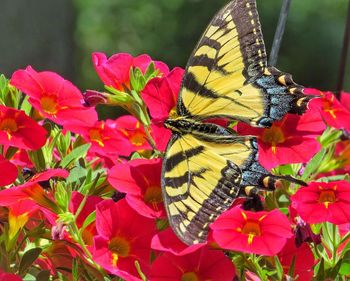 Close-up of butterfly on pink flower