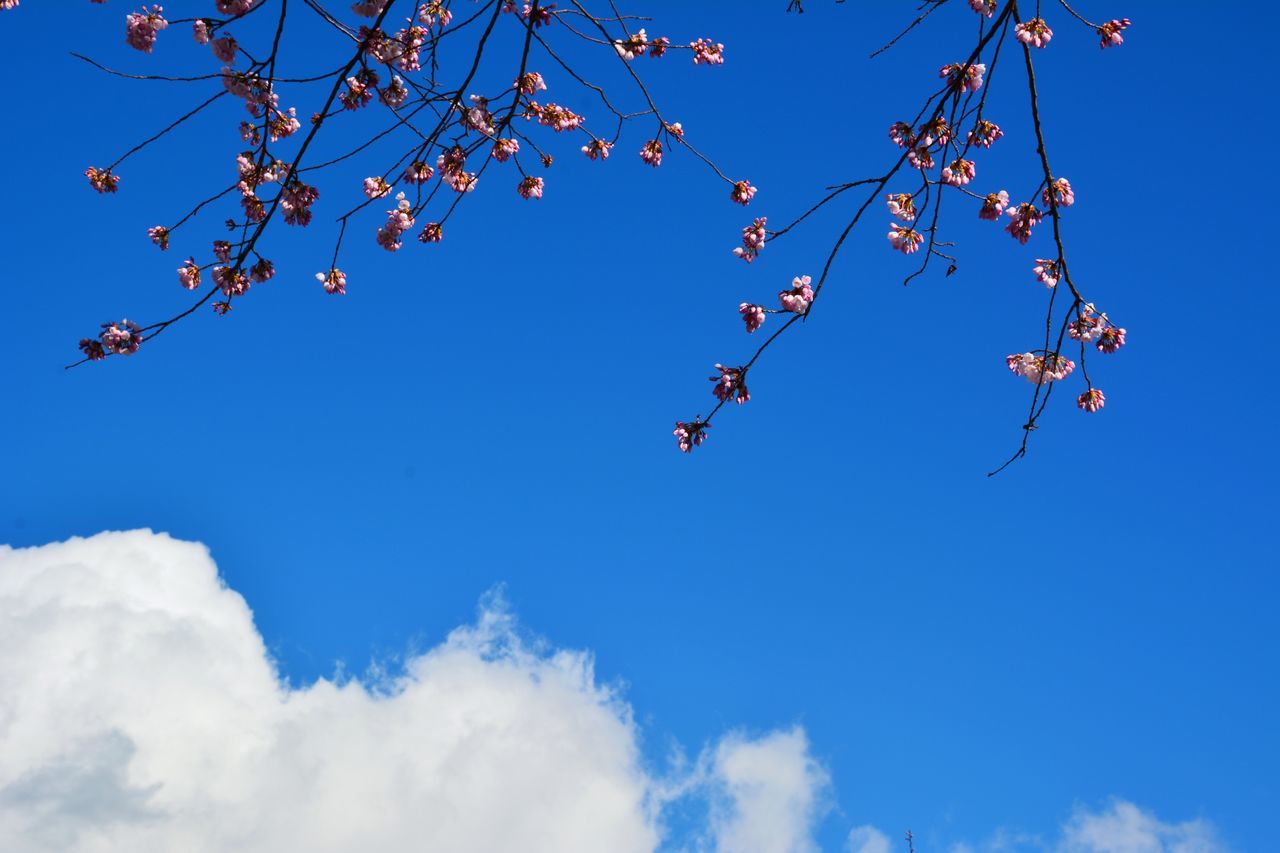 sky, low angle view, blue, beauty in nature, plant, nature, cloud - sky, no people, growth, tree, day, branch, tranquility, flower, outdoors, flowering plant, sunlight, fragility, freshness