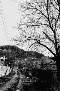 Trees against sky