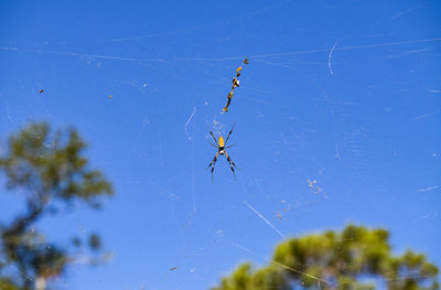 Spider on web against blue sky