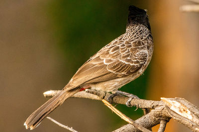 Close-up of bird perching on branch