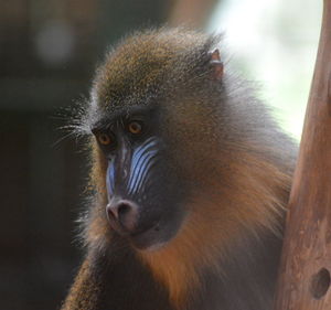 Portrait of a monkey