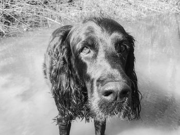 Close-up portrait of gordon setter