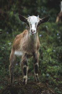 Portrait of lion standing on field