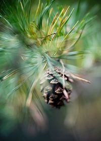 Close-up of dead plant