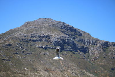 View of bird on mountain against clear sky