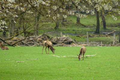 Sheep grazing in a field