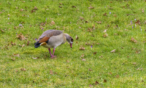 View of duck on field