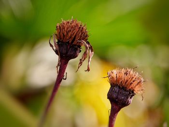 Close-up of wilted plant