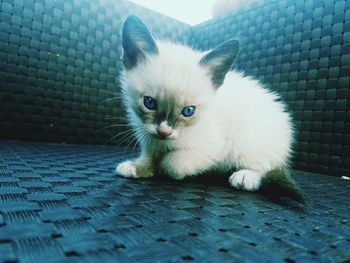 Close-up portrait of kitten