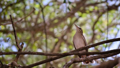 Low angle view of bird perching on tree against sky