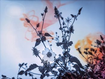 Low angle view of flowering plant against sky during winter