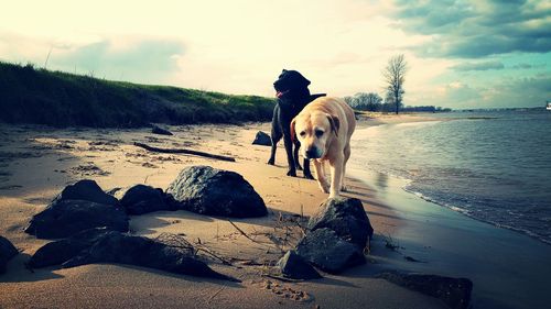 Dog standing on beach