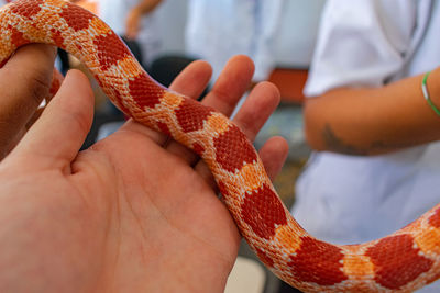 Veterinary professional handling a non-venomous snake known as the corn snake during a class