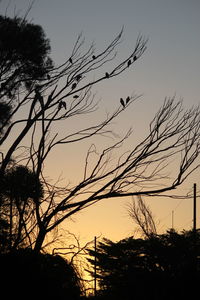 Silhouette bare trees against sky at sunset