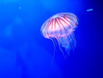 Close-up of jellyfish swimming in sea