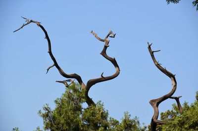 Low angle view of dead tree against clear blue sky