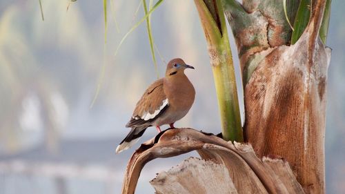 Close-up of bird perching on branch