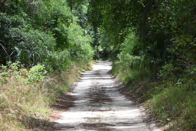 Narrow pathway along trees