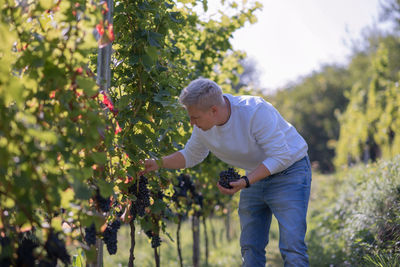 Woman picking grapes at harvest time