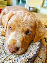 Close-up portrait of a dog