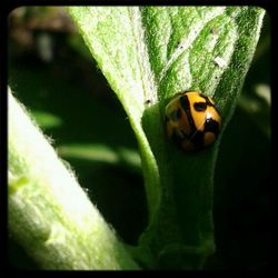 Close-up of insect on leaf