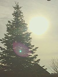 Close-up of plant against sky