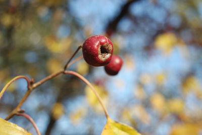 Close-up of red berries growing on tree