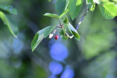 Close-up of berries growing on tree