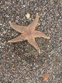 High angle view of crab on beach