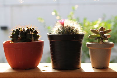 Close-up of potted cactus plants on table outdoor