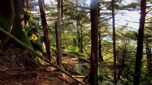 Trees in forest