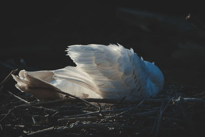 Close-up of swan flying