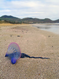 A portuguese man-o-war jellyfish  on the beach. porto santo island, portugal