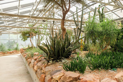 Plants growing in greenhouse