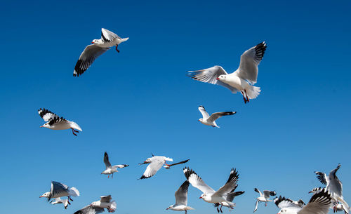 Group of seagulls flying in the sunny clear blue sky.