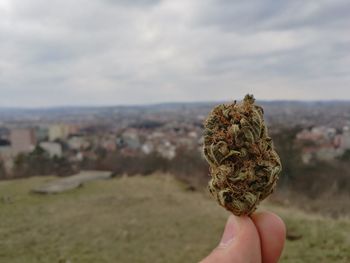 Close-up of cropped hand holding marijuana on field