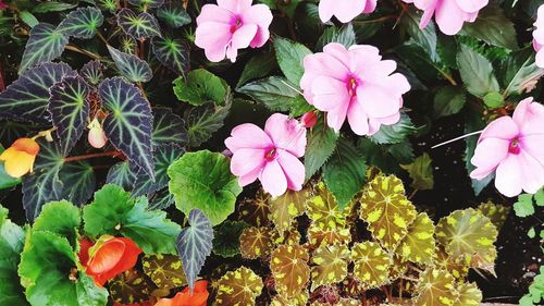 Close-up of pink flowers