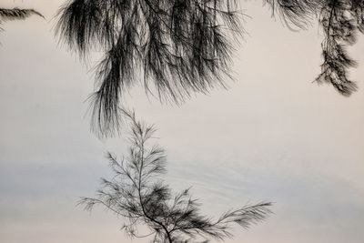 Low angle view of silhouette tree against sky