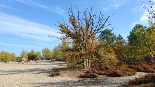 Trees by plants against sky during autumn