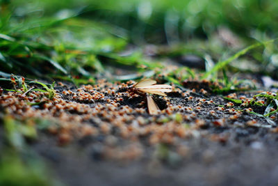 Surface level of leaves on ground