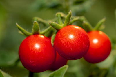 Close-up of strawberries