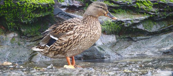 Ducks perching on lake