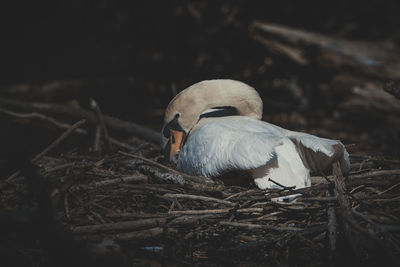 Close-up of bird in nest