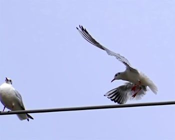 Low angle view of seagulls flying