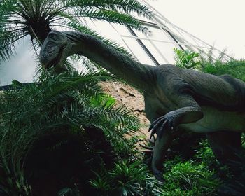 Low angle view of horse by palm tree against sky