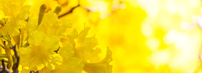 Close-up of yellow flowering plant