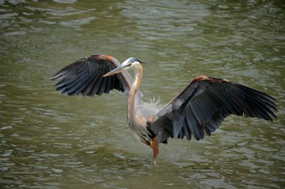 Great blue heron standing with its wings spread open over lake.