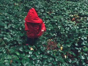 High angle view of girl wearing red raincoat walking amidst plants in forest