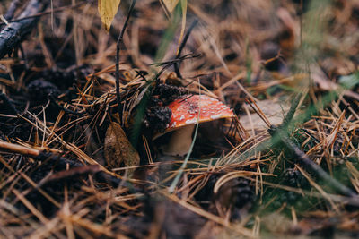 Close-up of mushroom on field